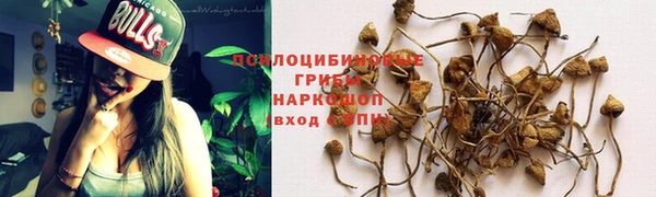 стаф Алзамай